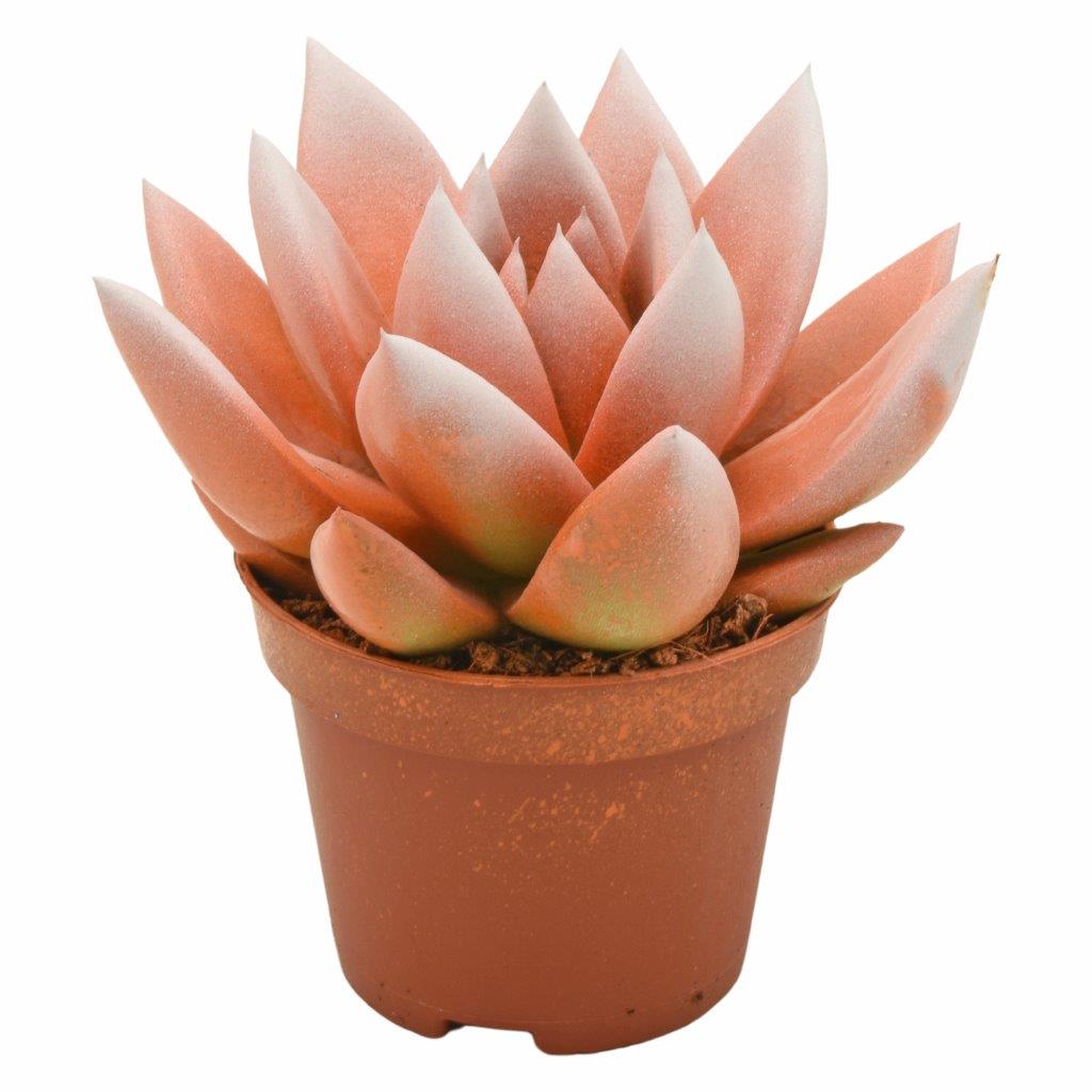 Echeveria colored orange 8cm 6cm Pot