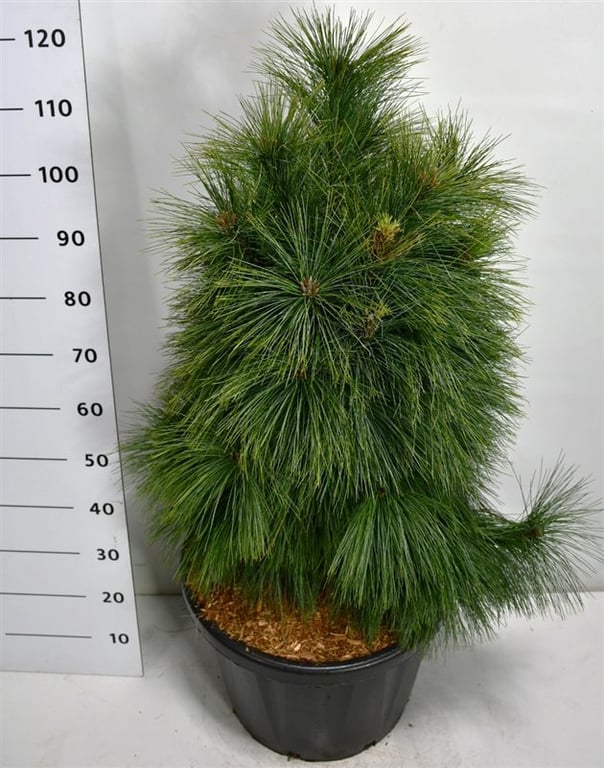 Pinus schwerinii Wiethorst 130cm 48cm Pot