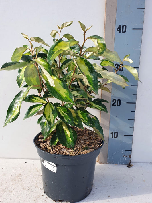 Elaeagnus pun. Aurea 30cm 17cm Pot