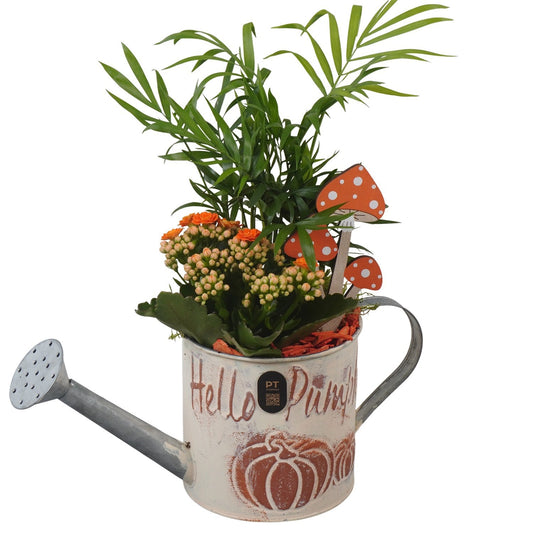 Indoor arrangement 33cm 12cm Pot