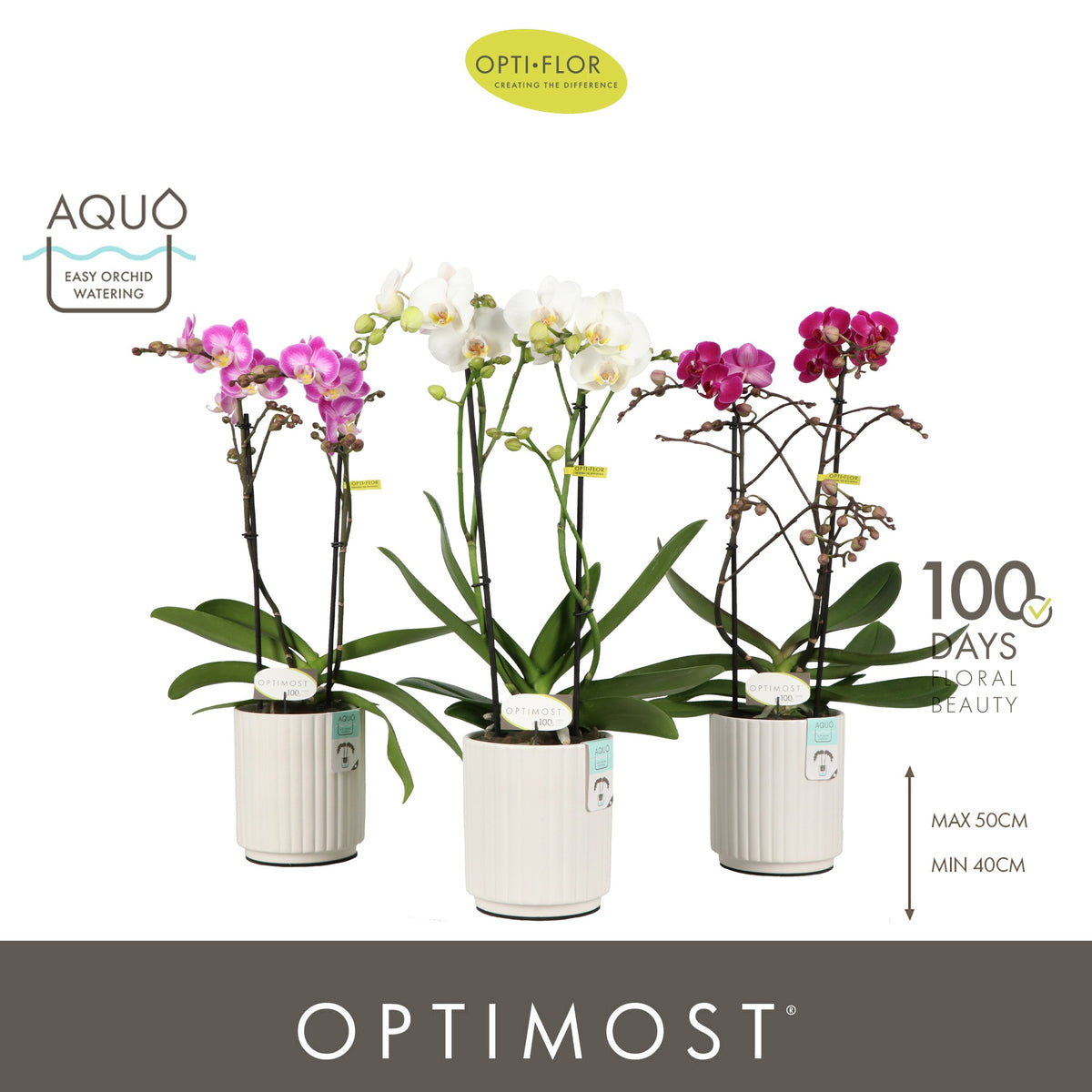 Phalaenopsis mix 45cm 12cm Pot