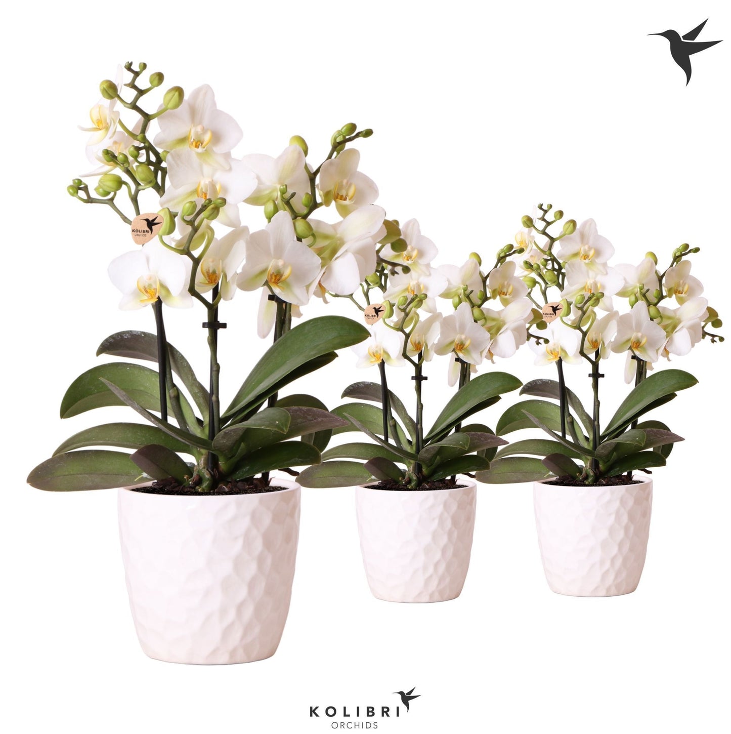 OK Plant Phalaenopsis mf. Lausanne Pack of 8
