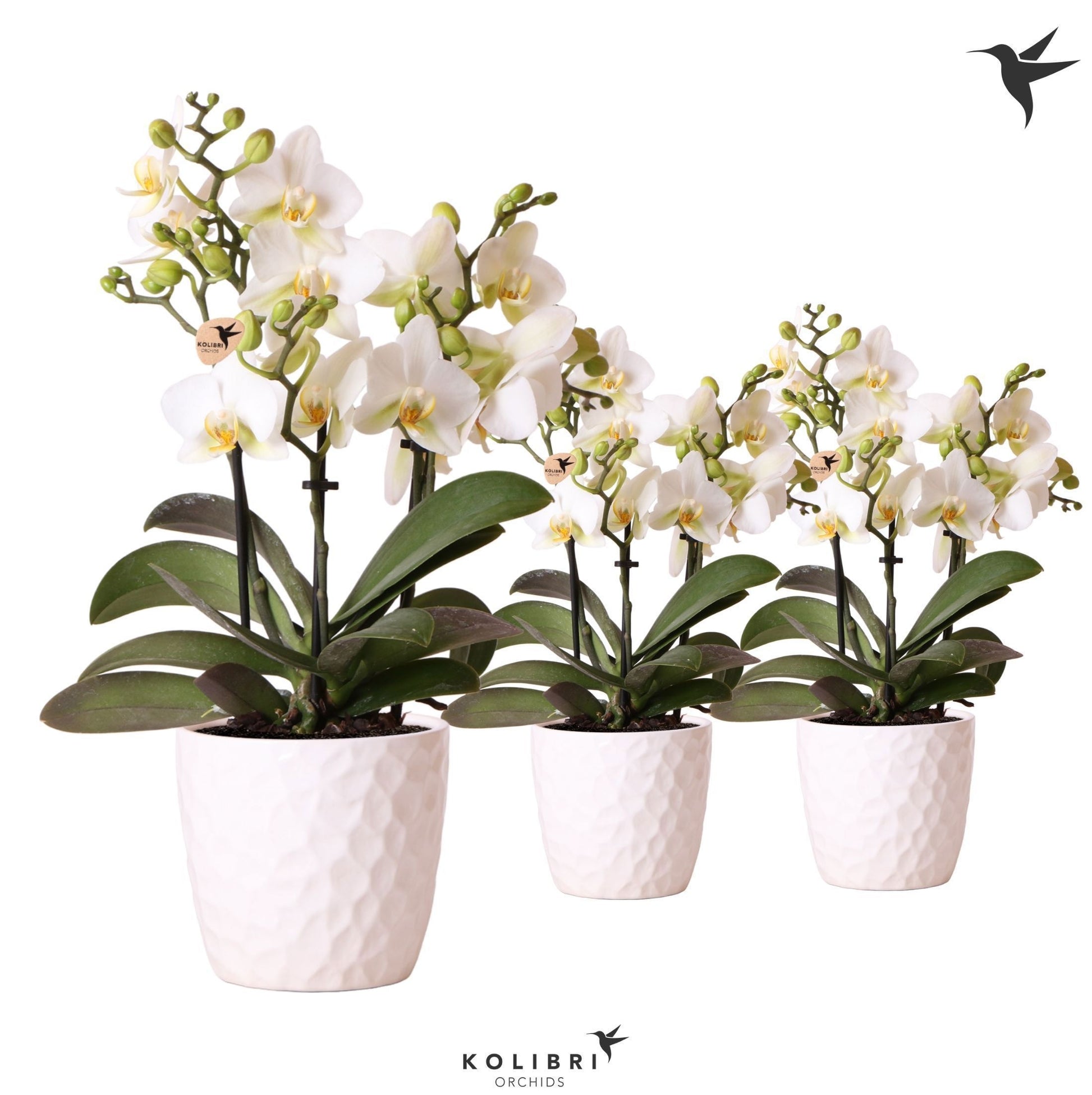 OK Plant Phalaenopsis mf. Lausanne Pack of 8
