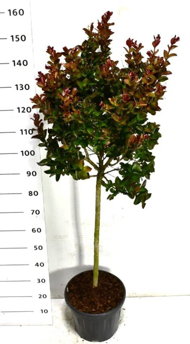 Lagerstroemia indica 180cm 32cm Pot