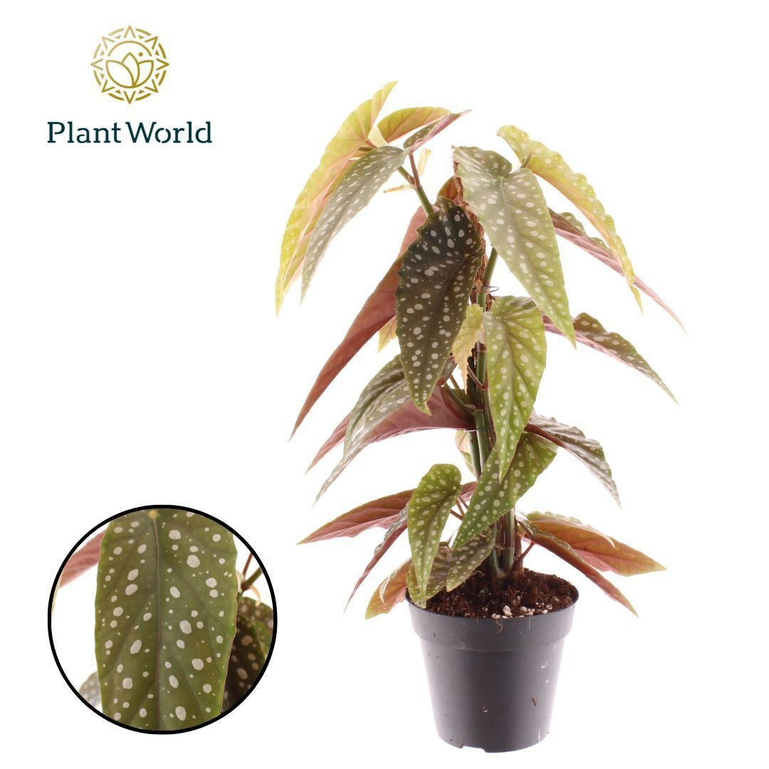 Begonia Cottage Bright Red 40cm 12cm Pot