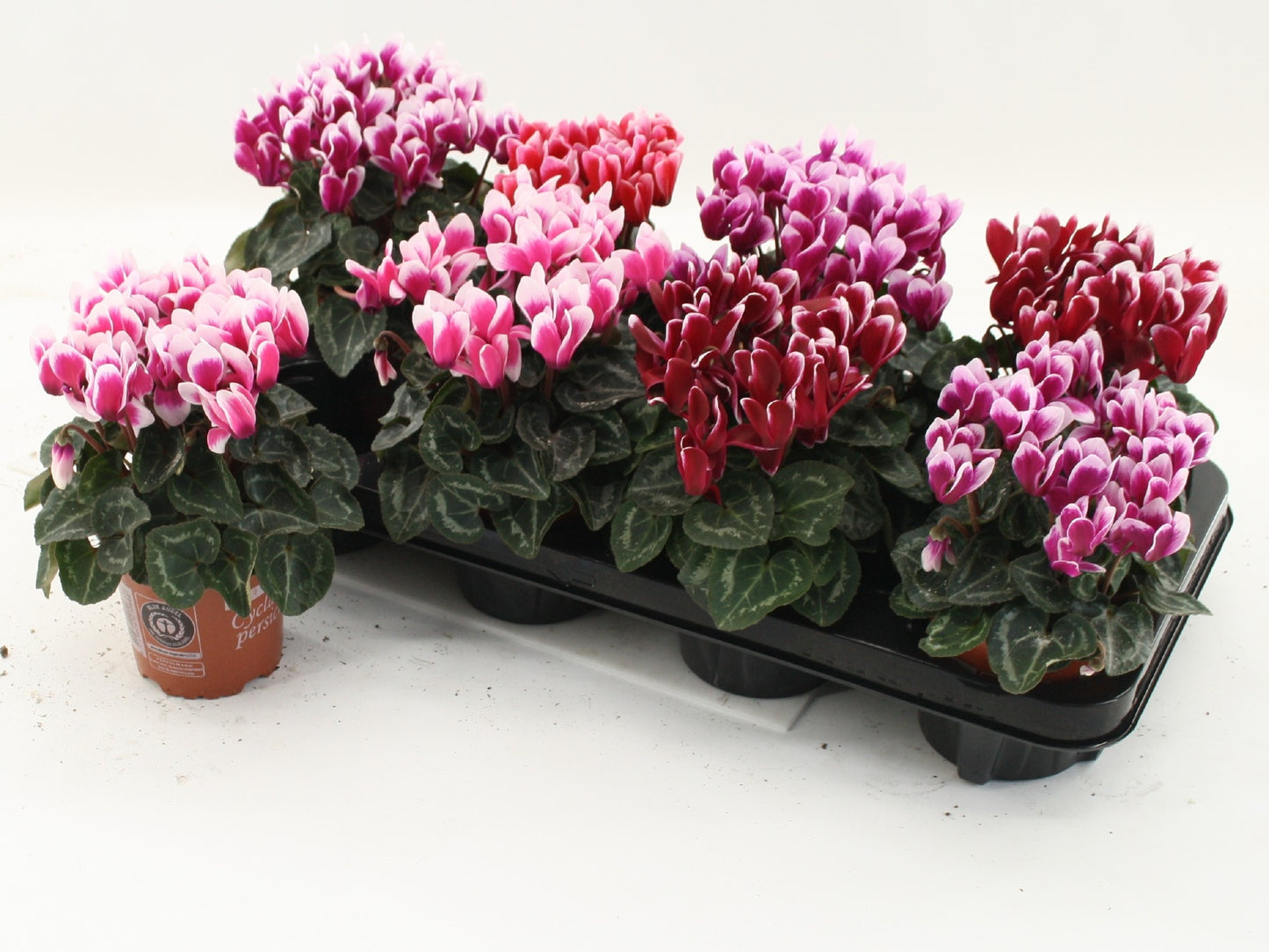 Cyclamen Metis Fantasia 25cm 10.5cm Pot