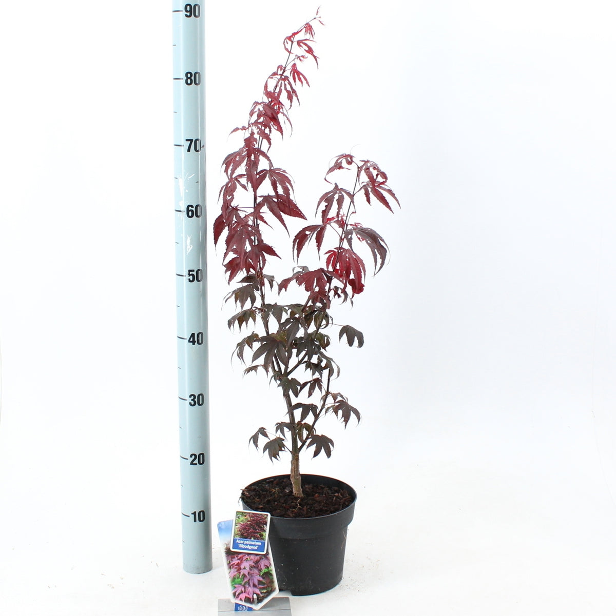 Acer Bloodgood 30cm 19cm Pot