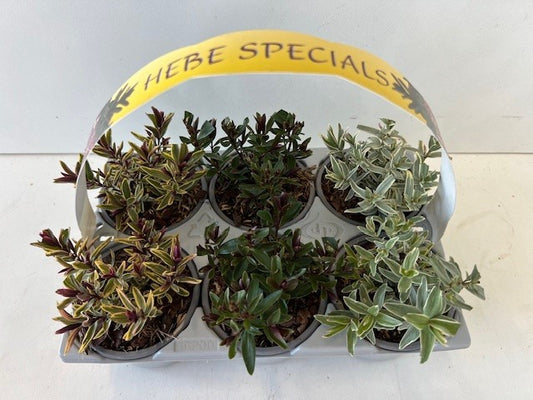 Hebe mix 15cm 9cm Pot