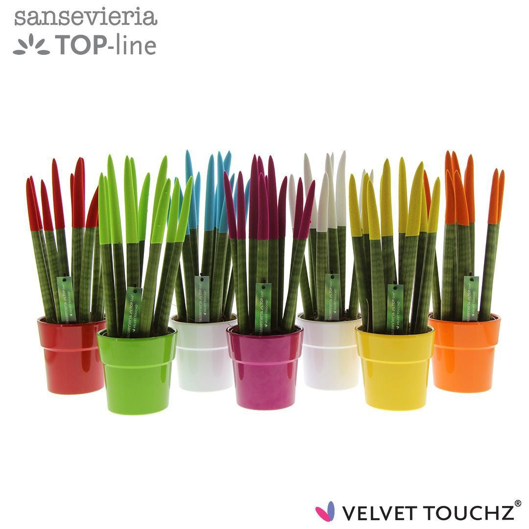 Sansevieria VELVET TOUCHZ 40cm 12cm Pot