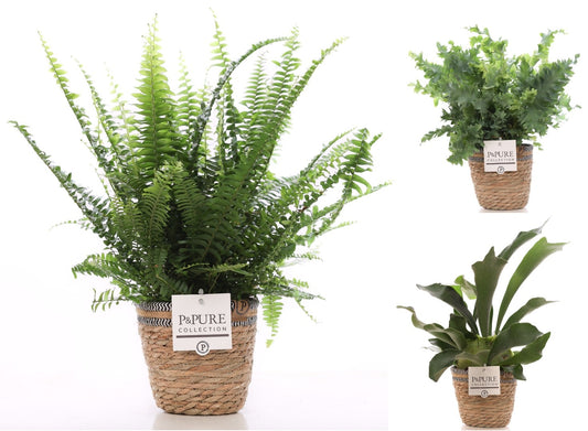 Ferns mix 35cm 12cm Pot