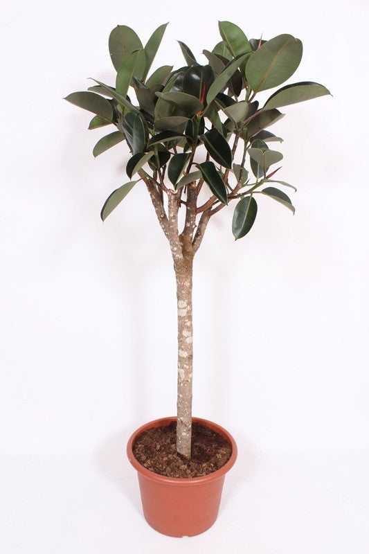 Ficus el. Burgundy 200cm 45cm Pot