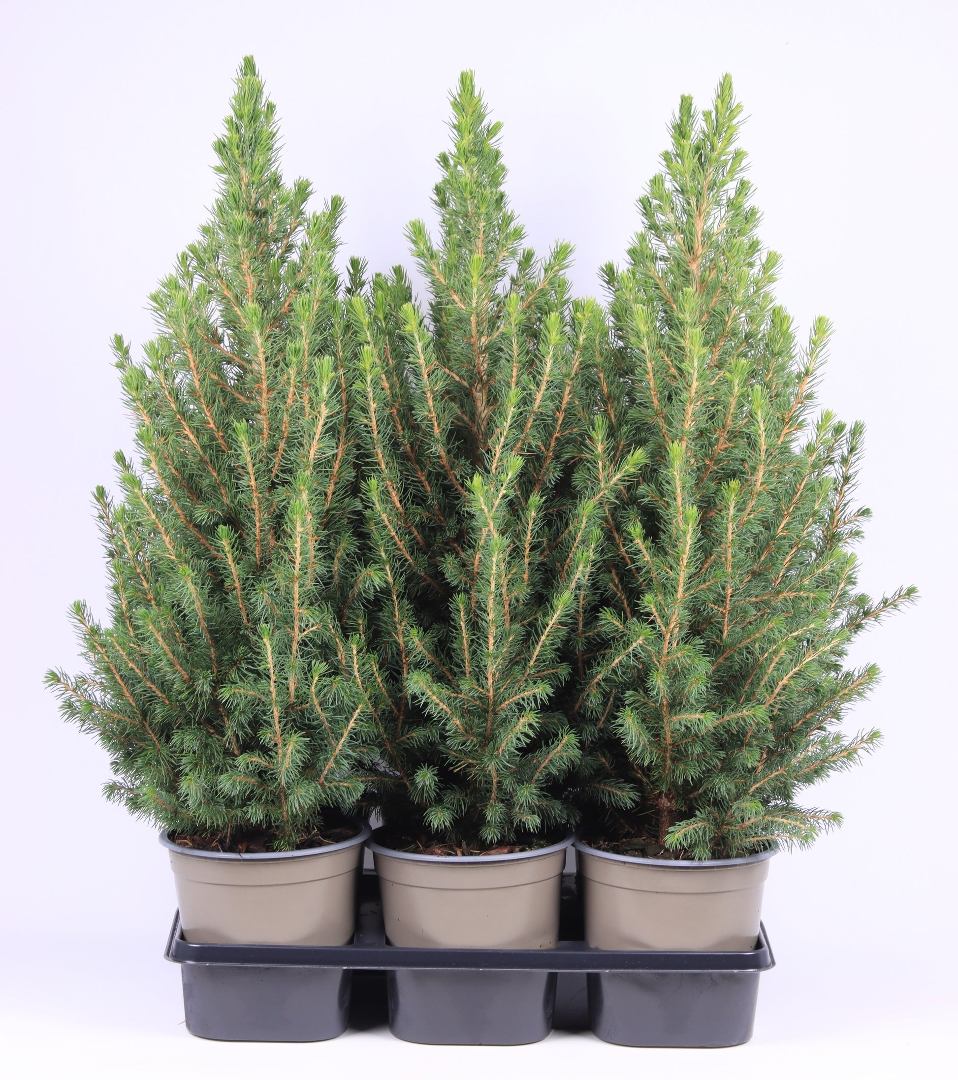 Picea gl. December 60cm 15cm Pot