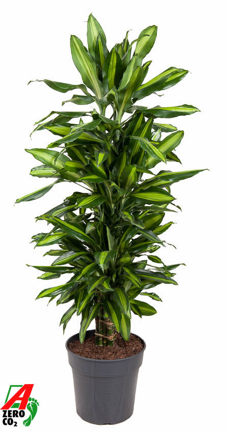 Dracaena frag. Cintho branched 140cm 27cm Pot