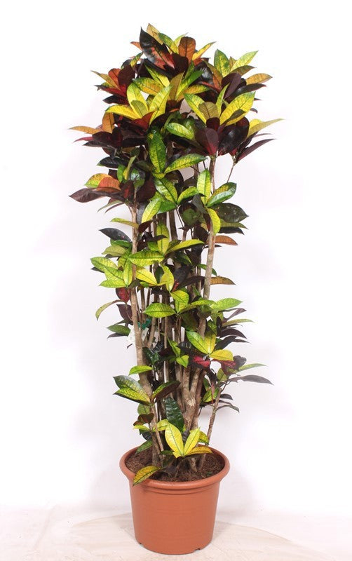 Codiaeum Mrs Iceton 170cm 40cm Pot