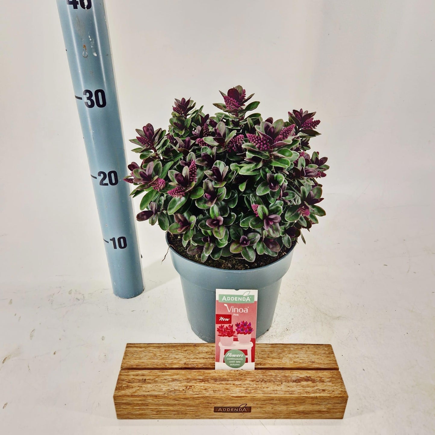 Hebe Vinoa Pink 25cm 17cm Pot