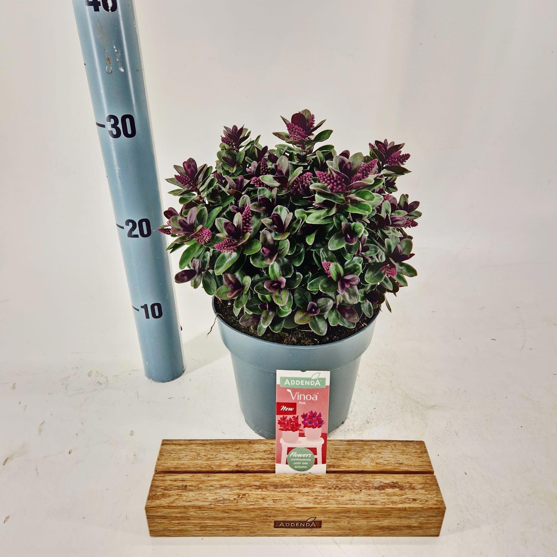 Hebe Vinoa Pink 25cm 17cm Pot