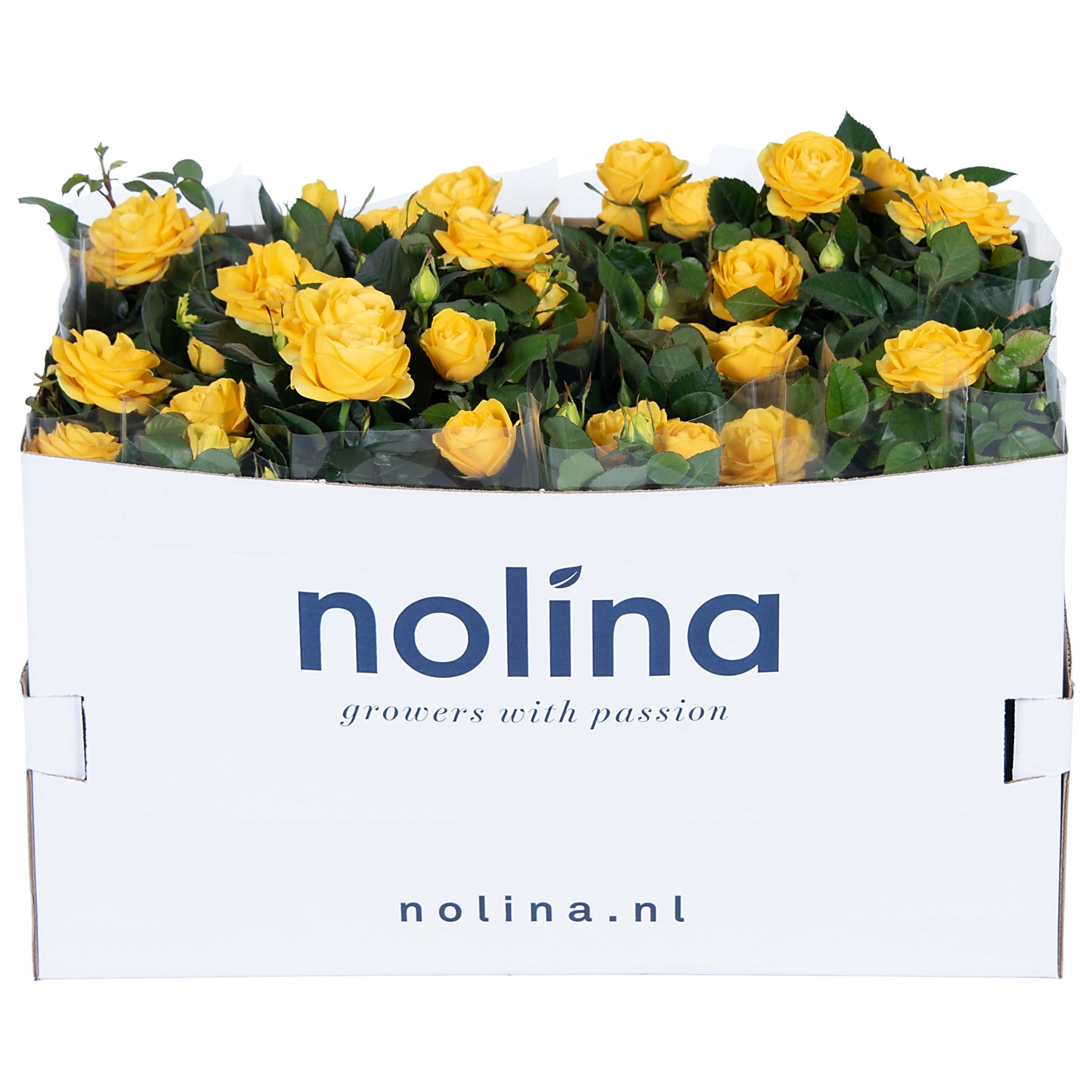 Rosa yellow 36cm 13cm Pot