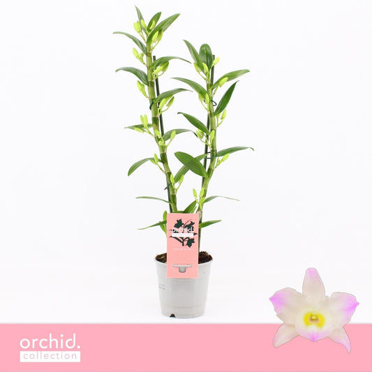 Dendrobium Kumiko 50cm 12cm Pot