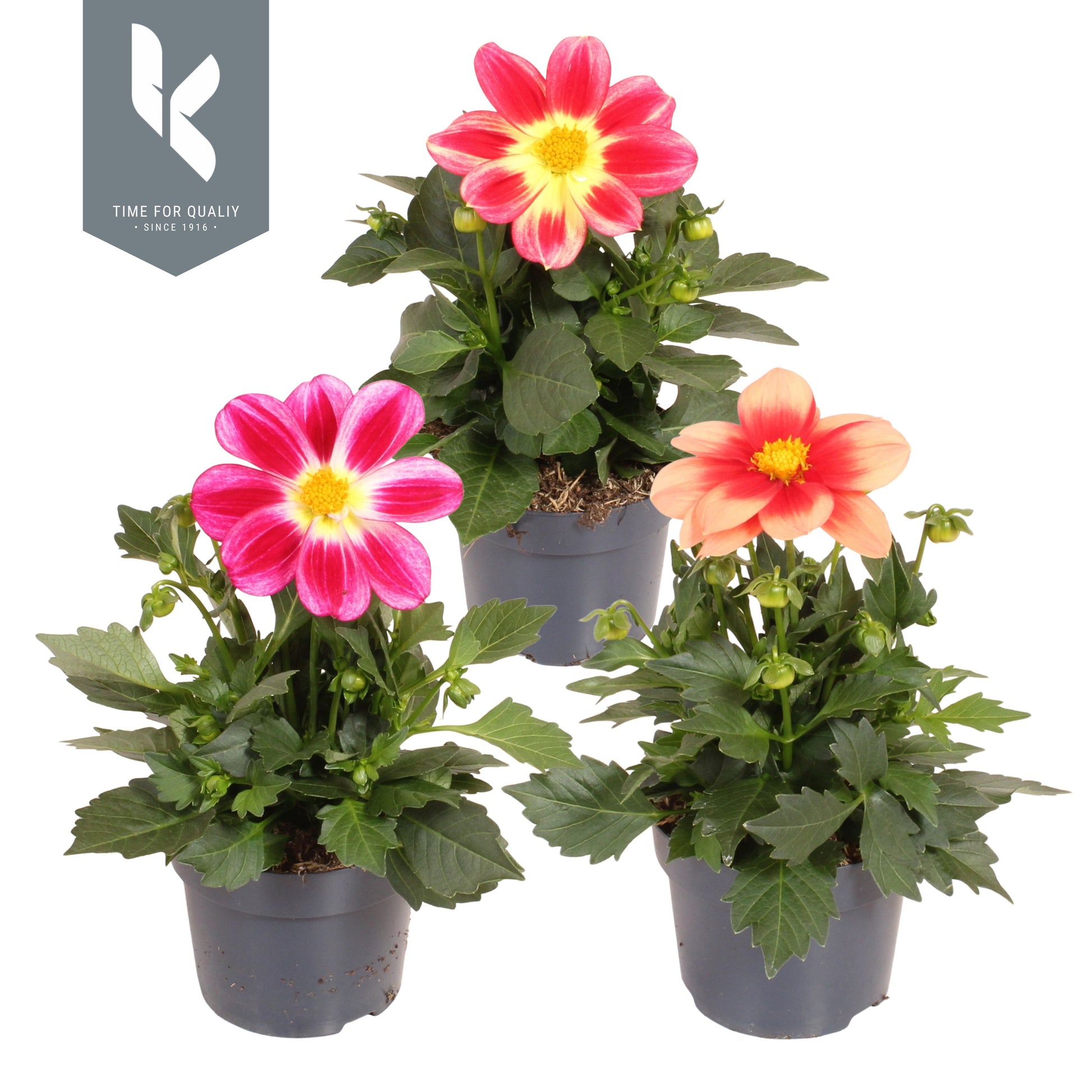 Dahlia Summerbees mix 25cm 12cm Pot