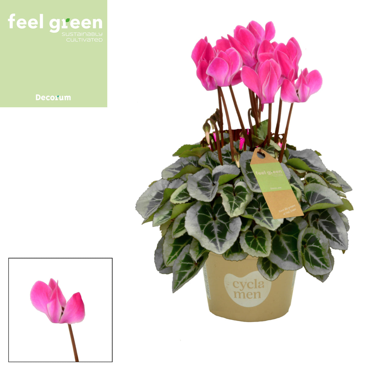 Cyclamen Picasso 25cm 10.5cm Pot