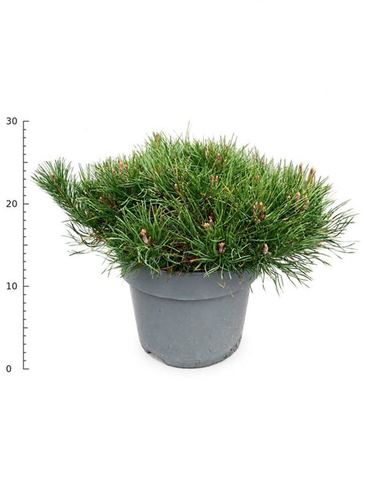 Pinus mugo pumilio 30cm 23cm Pot