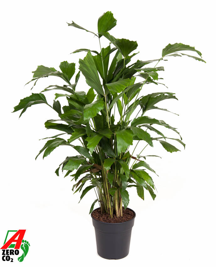 Caryota mitis 100cm 21cm Pot