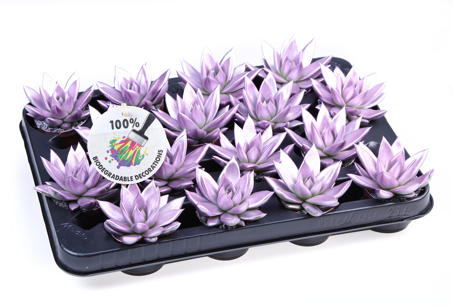 Rainbow Metallic pink 8cm 506cm Pot