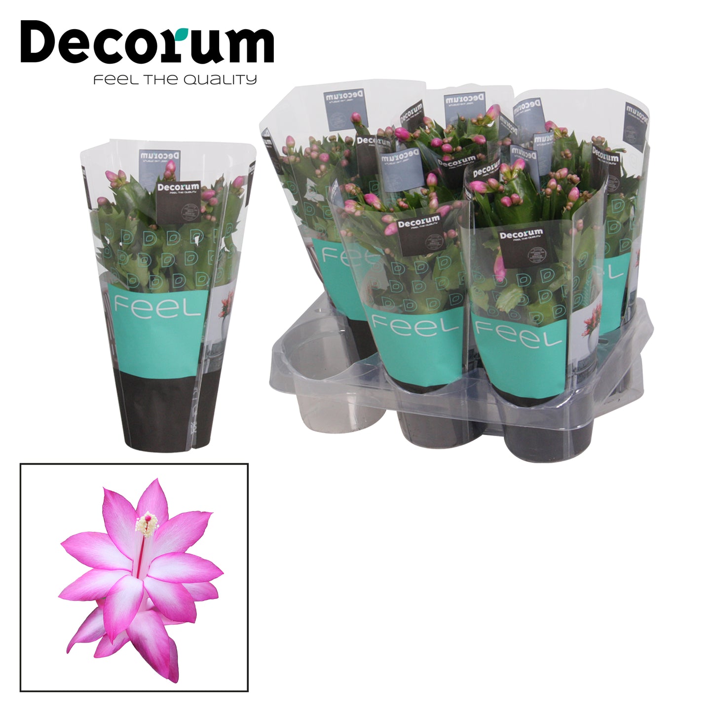 Schlumbergera purple 18cm 9cm Pot