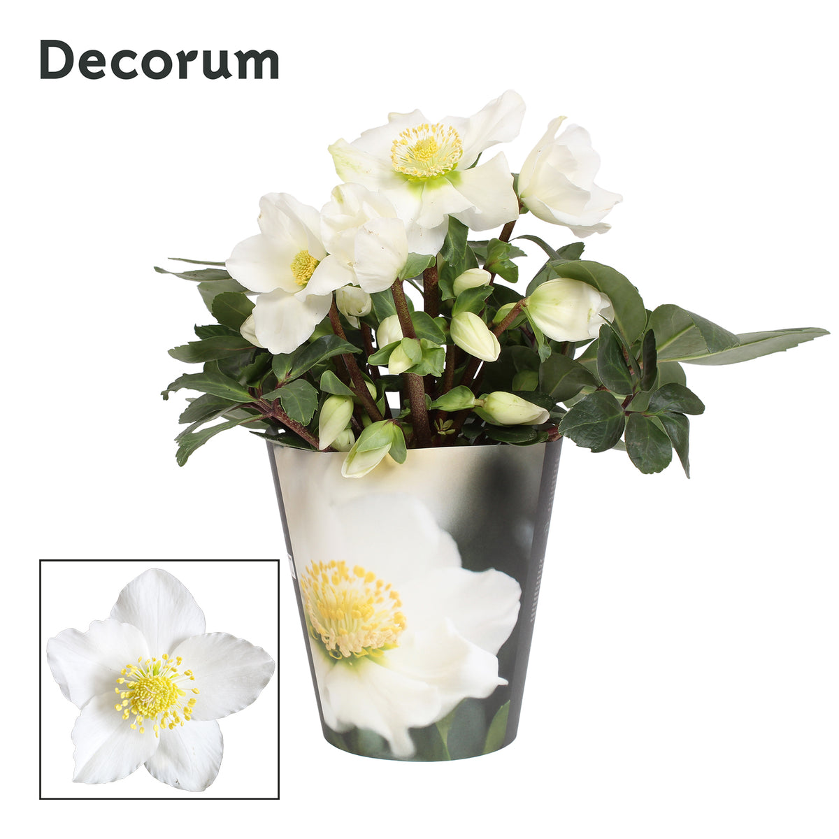 Helleborus niger Christmas Carol 25cm 12cm Pot