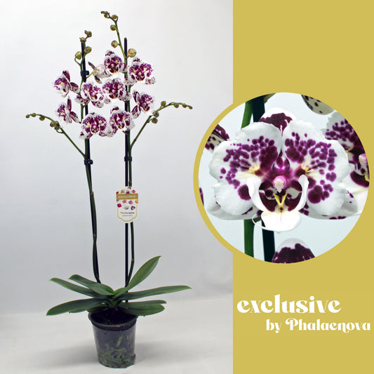 Phalaenopsis Hybrid 65cm 12cm Pot