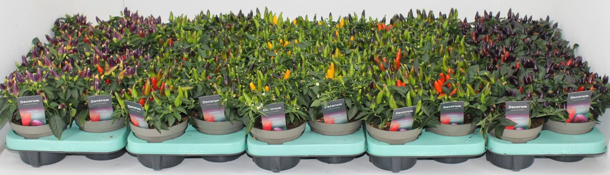 Berg, Firma P. van den Capsicum annuum overig Pack of 8
