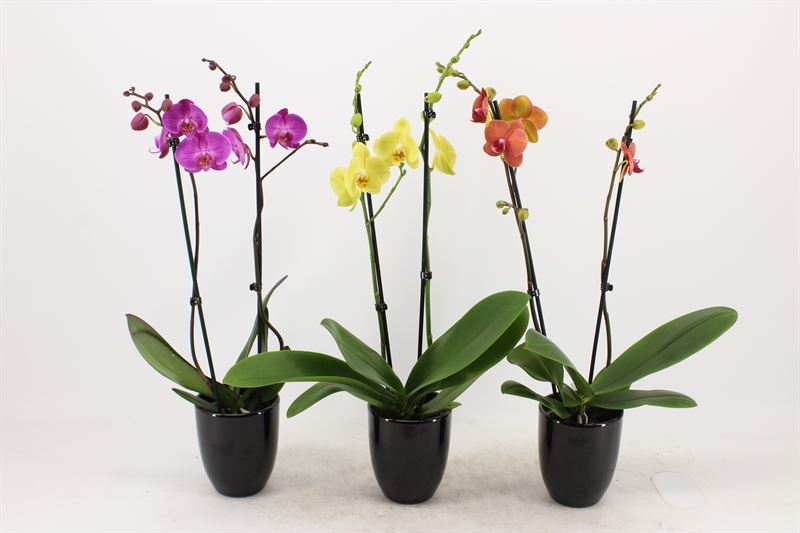 Phalaenopsis mix 60cm 12cm Pot