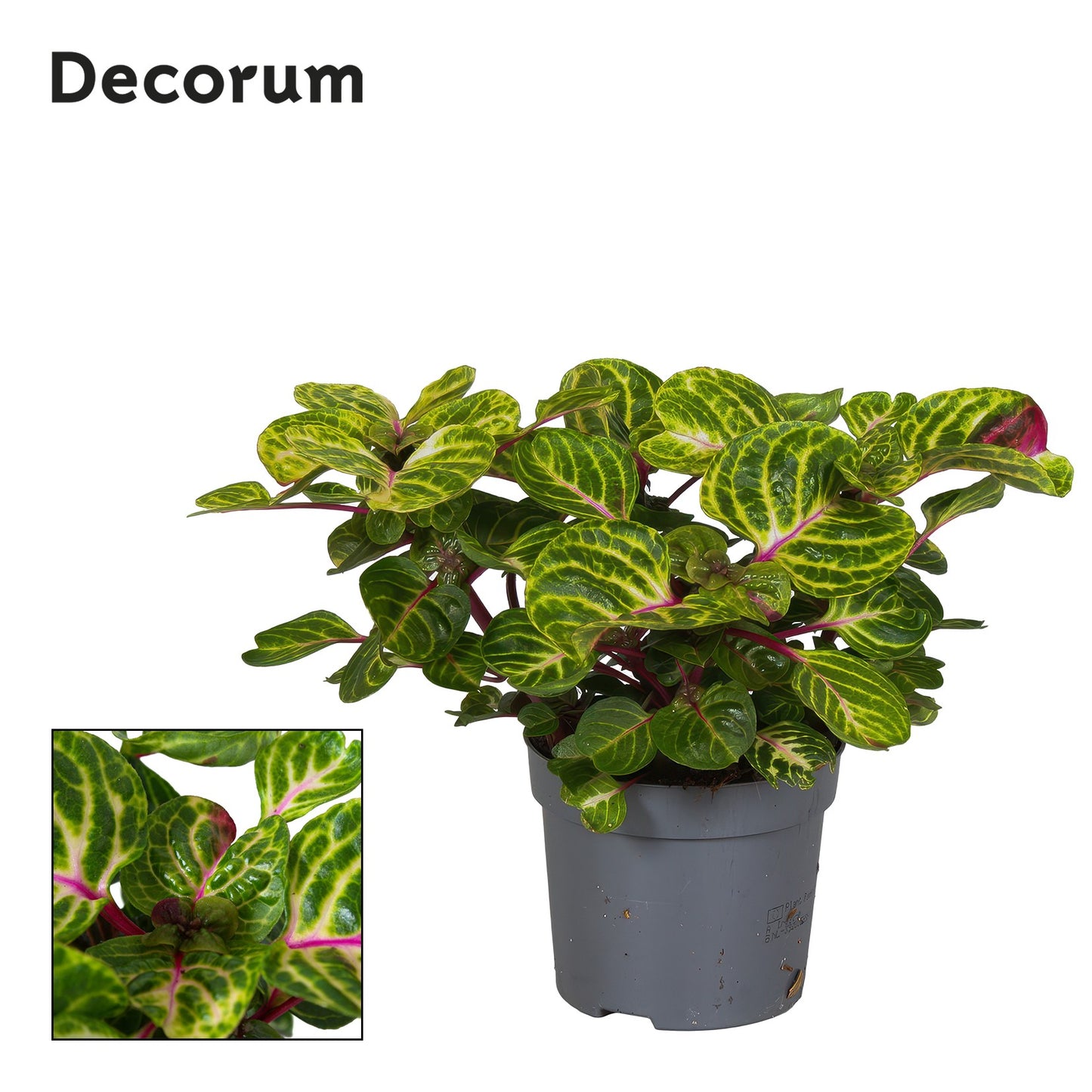 Iresine Rich Funnygold 20cm 13cm Pot