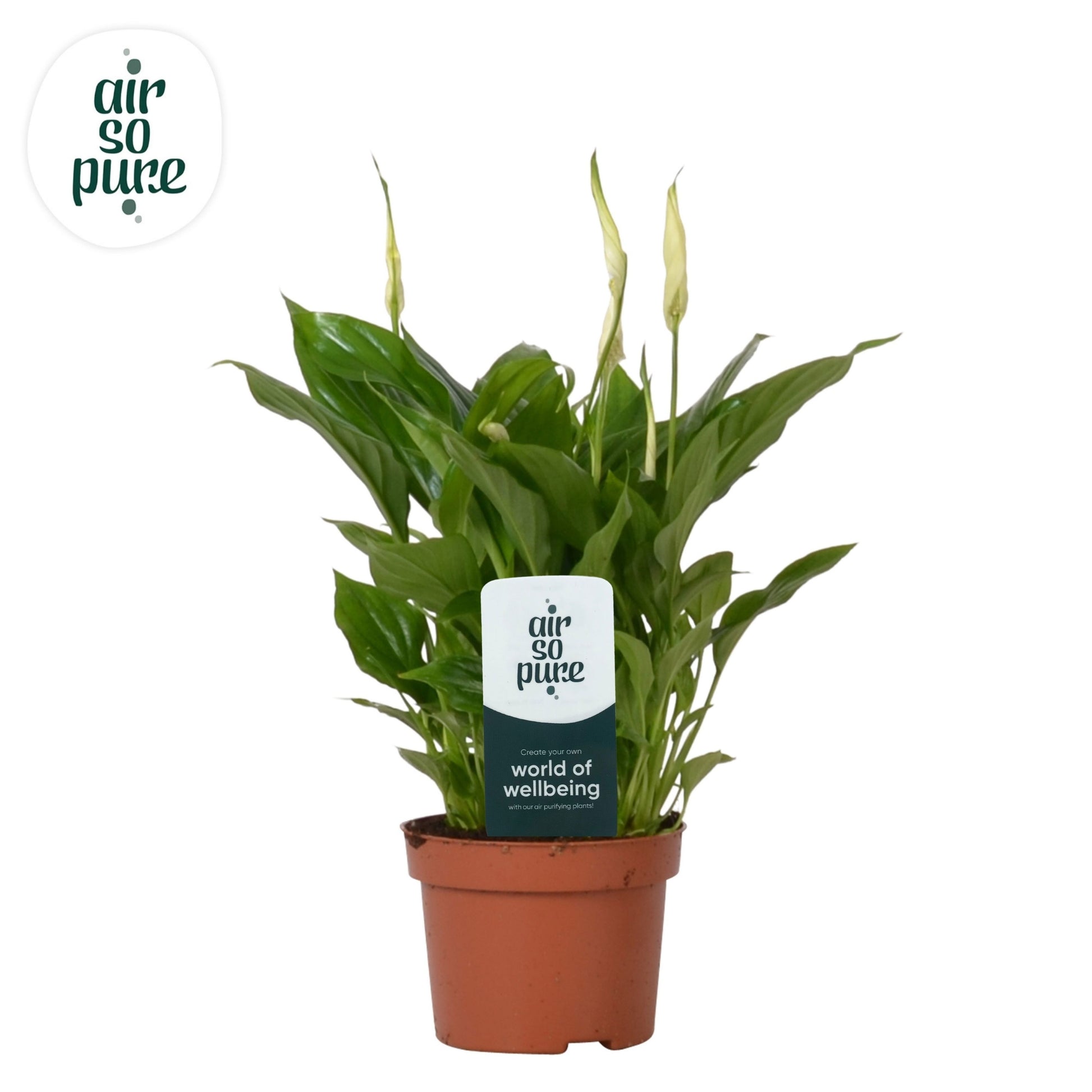 Spathiphyllum Chopin 30cm 10.5cm Pot