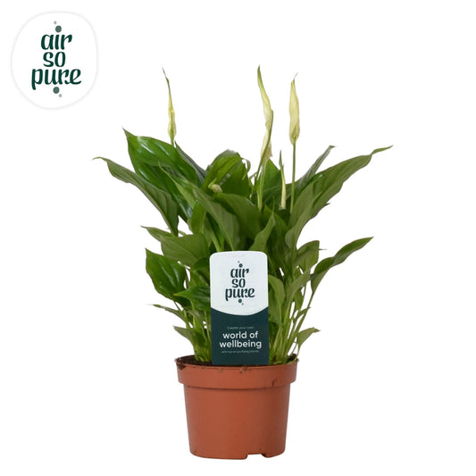 Spathiphyllum Rondo 30cm 10.5cm Pot