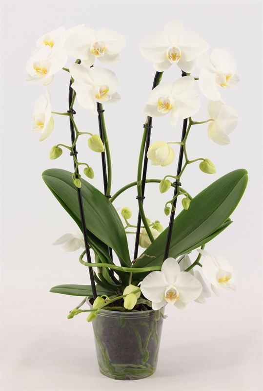 Phalaenopsis white 50cm 12cm Pot