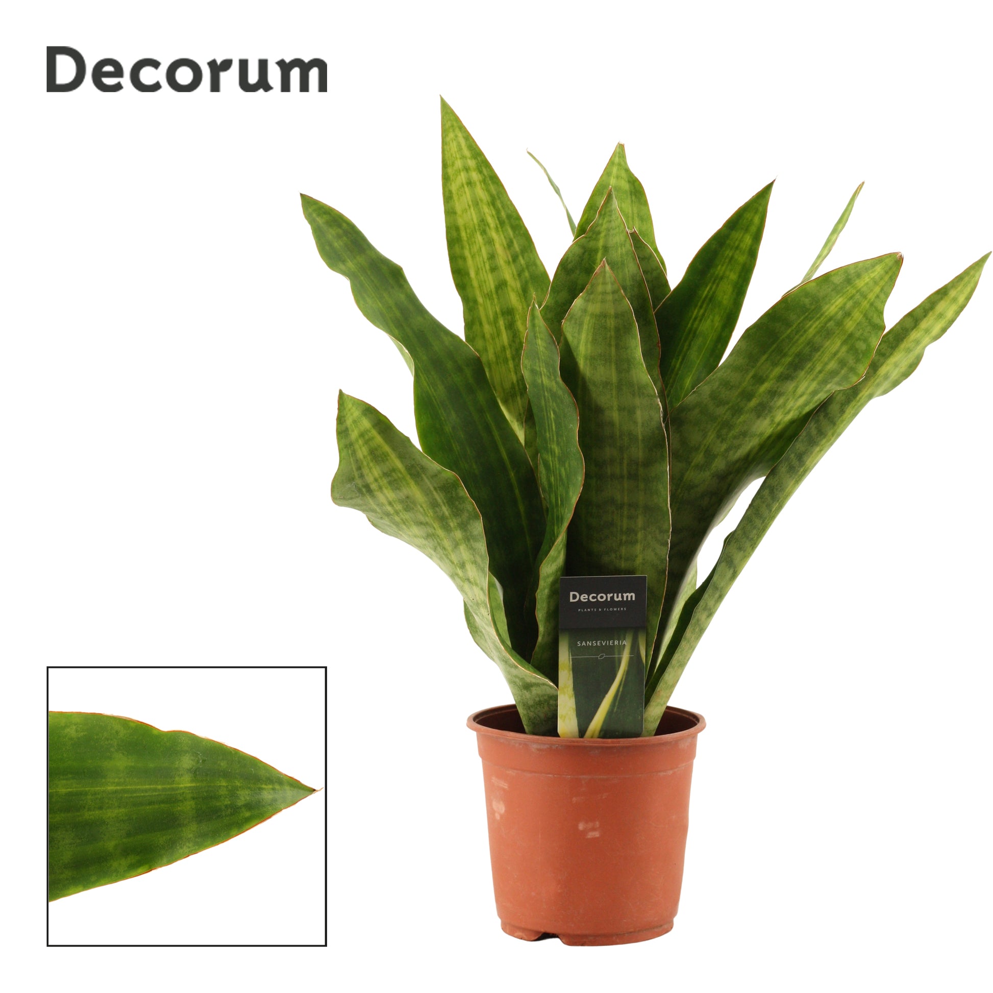 Sansevieria trifasciata 45cm 14cm Pot