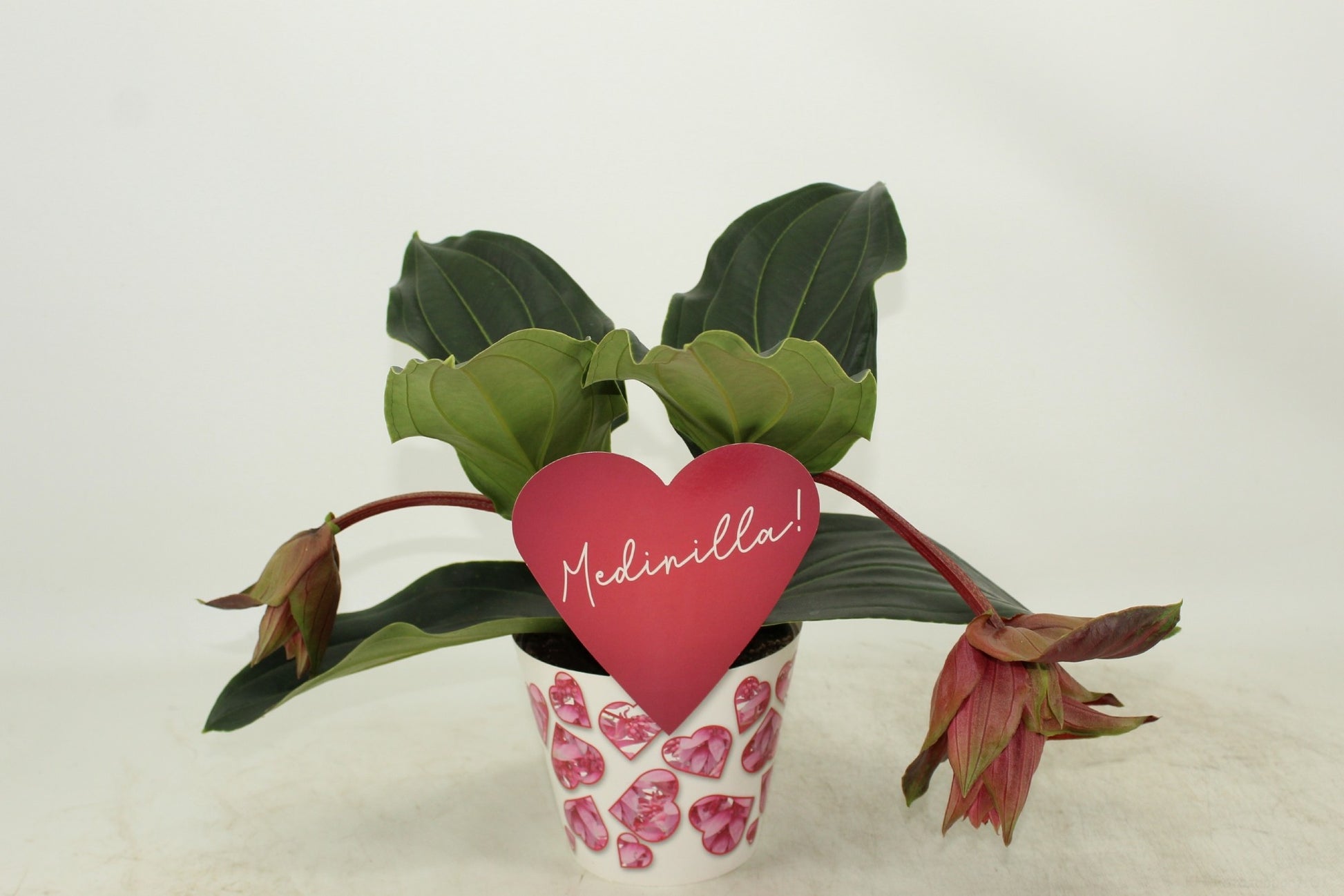 Leeuwen, Tim van Medinilla mag. Dolce Rossa Pack of 7