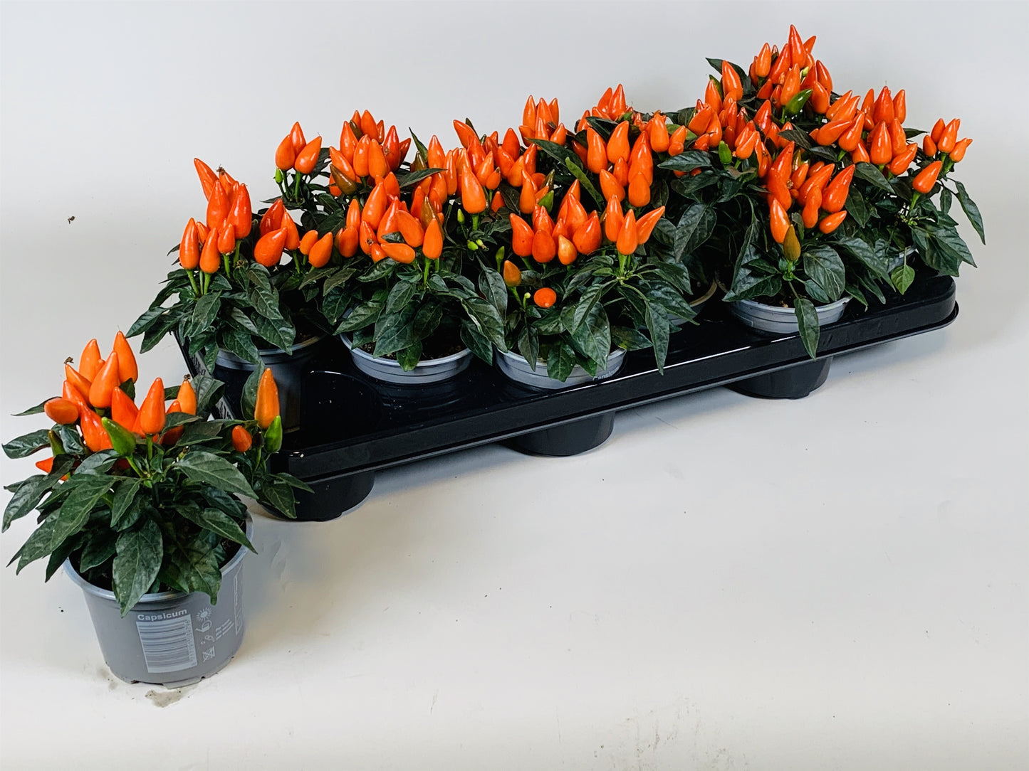 Capsicum ann. Salsa Dark Orange 15cm 510cm Pot