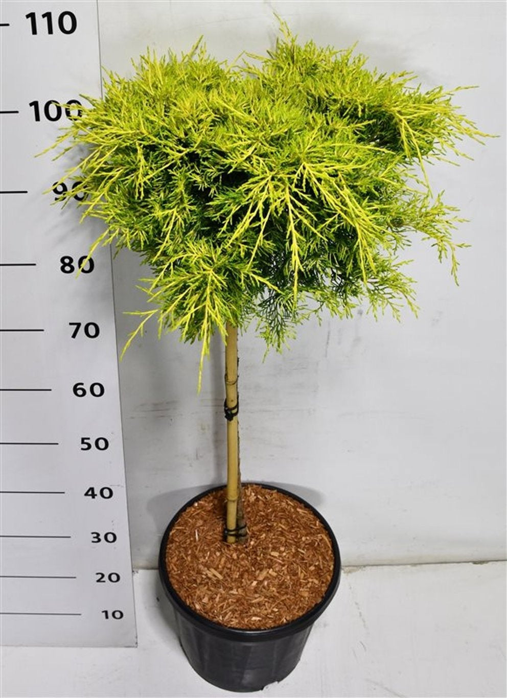 Bloemenkampen BV, Hkw. de Juniperus pfitzeriana Pack of 1