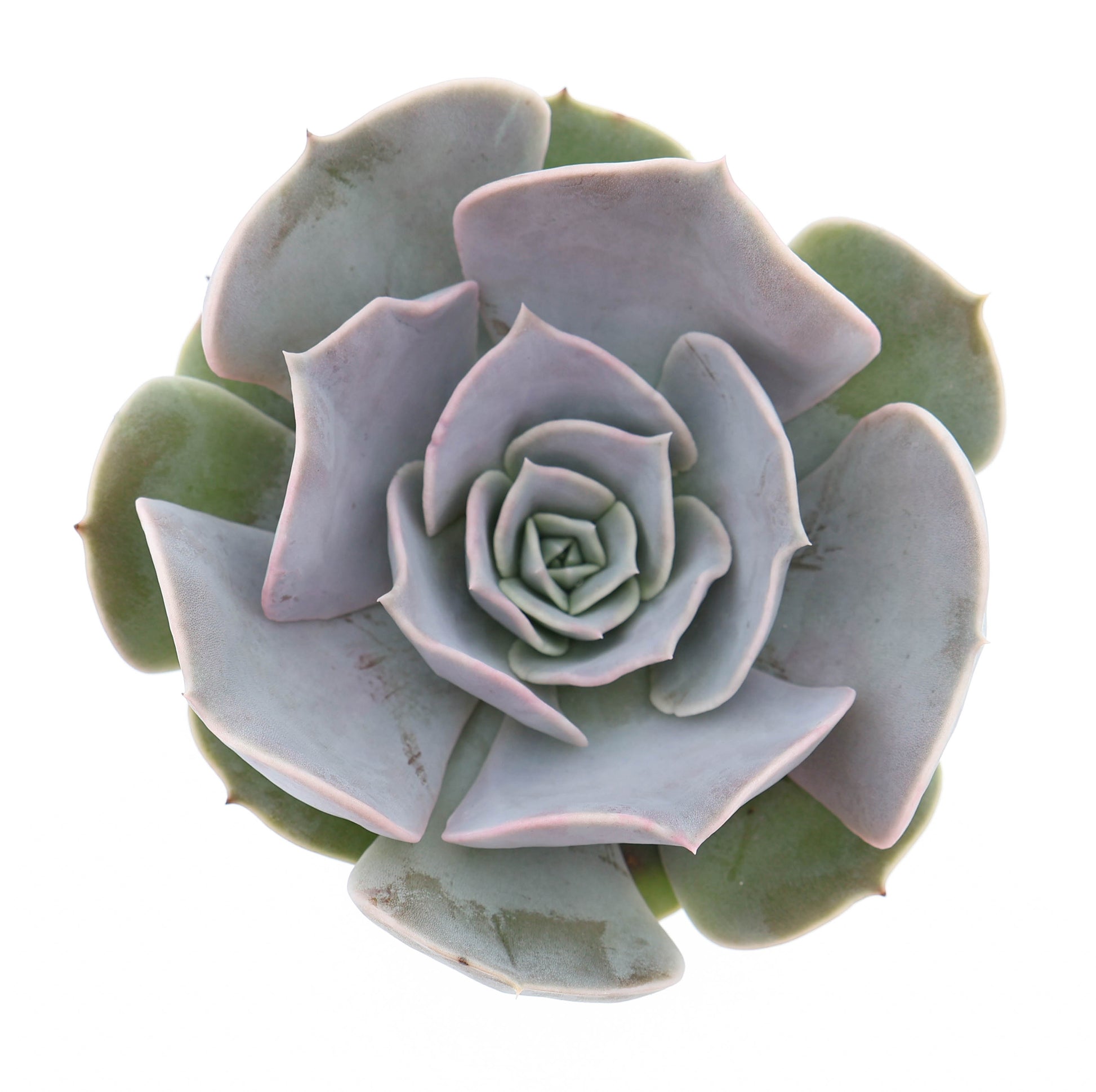 Echeveria Pollux 10cm 8.5cm Pot
