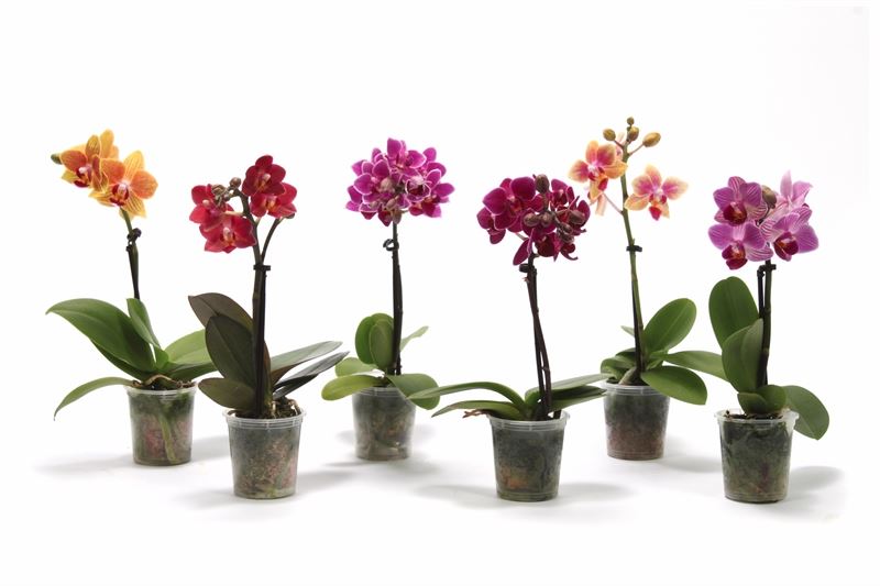Phalaenopsis hybrid 17cm 6cm Pot