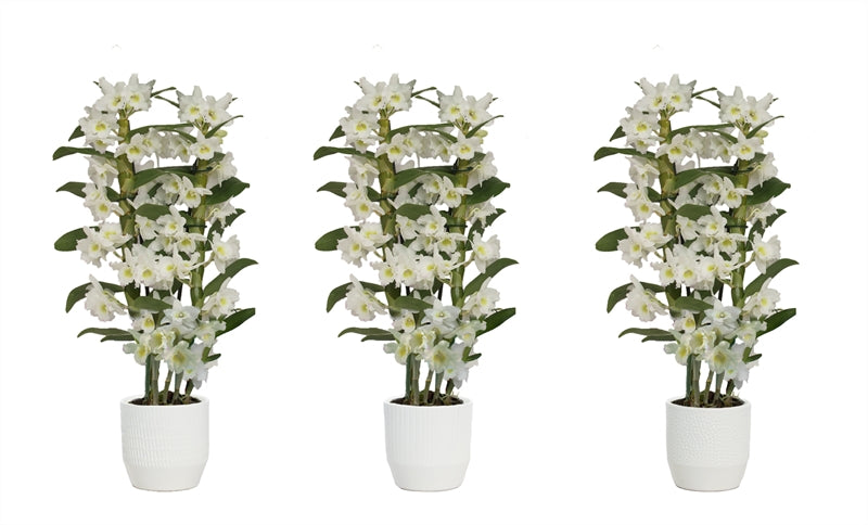 Dendrobium Apollon 50cm 12cm Pot