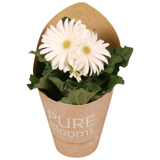 Gerbera Flori Line white 20cm 12cm Pot