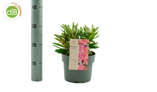 Rhododendron Kalinka 30cm 19cm Pot