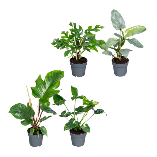 Philodendron scandens 45cm 14cm Pot