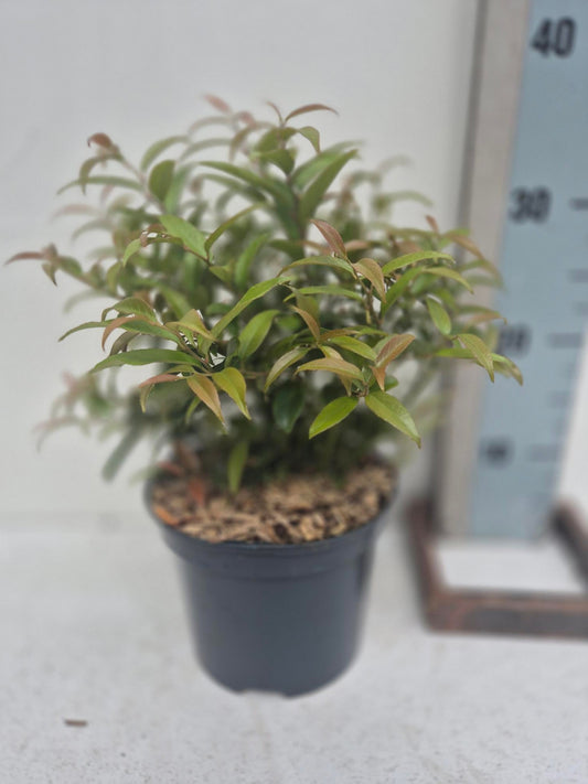 Leucothoe Zebonard 35cm 17cm Pot