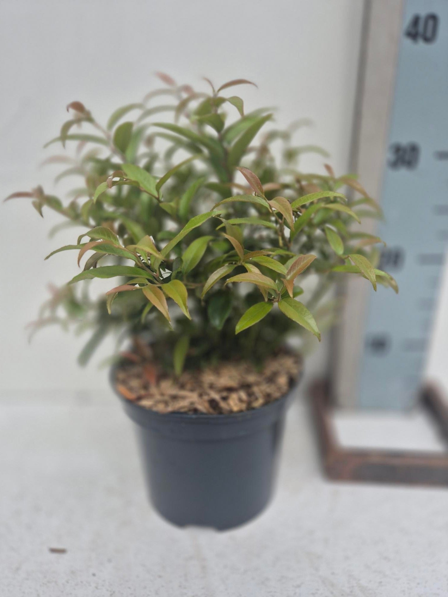 Roessel Tuinpl. VOF, B. v. Leucothoe Zebonard Pack of 6