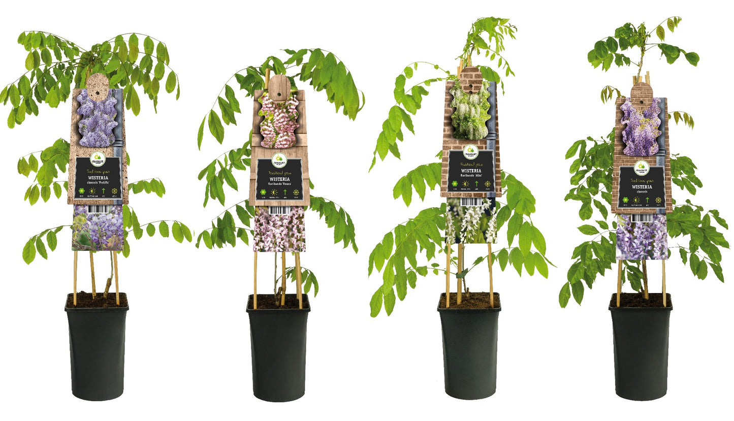 Wisteria Hybrid mix 75cm 17cm Pot