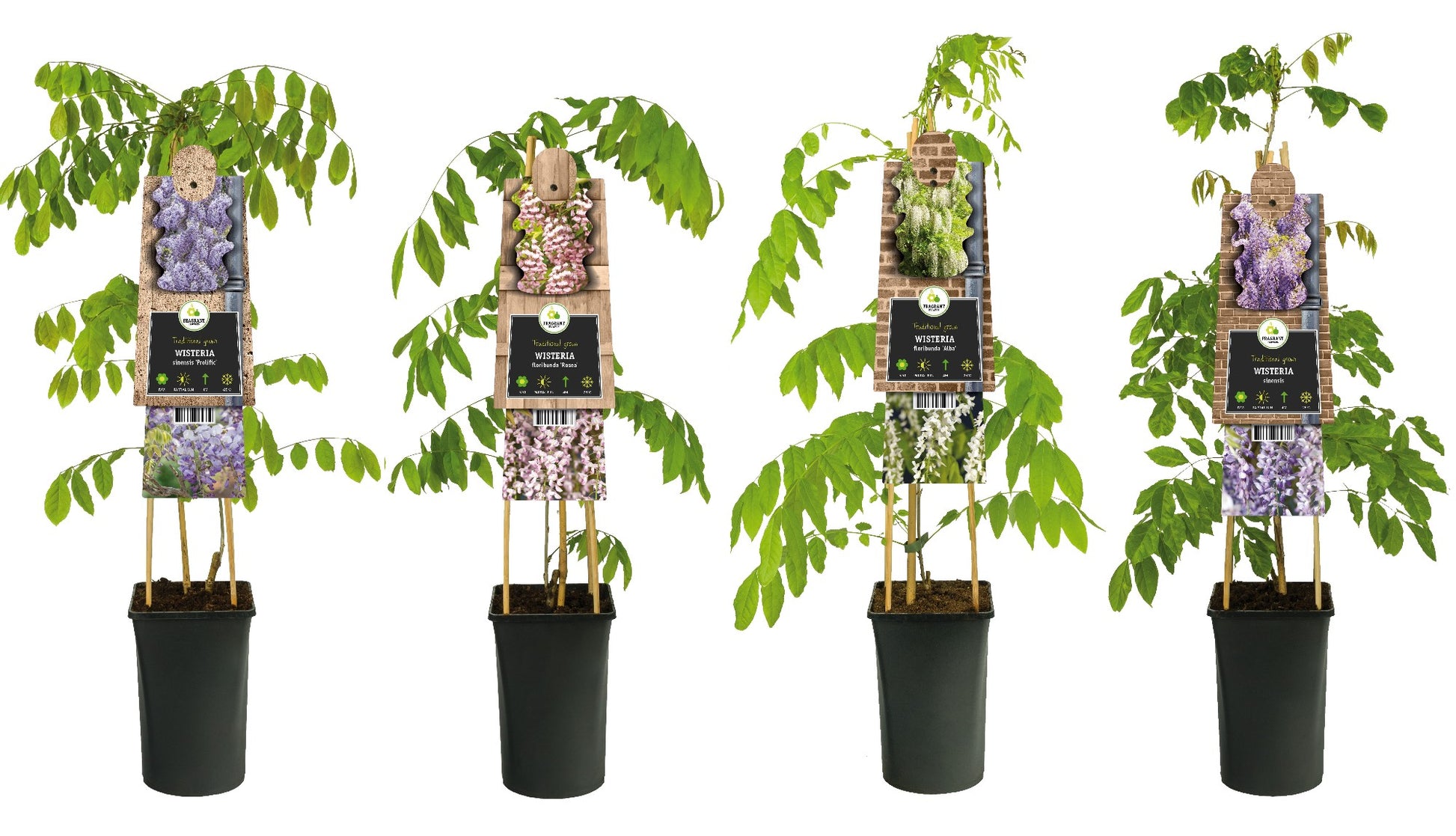 Wisteria Hybrid mix 75cm 17cm Pot